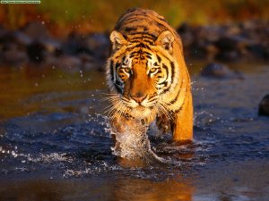 Save Tiger Creek-crossing-bengal-tiger