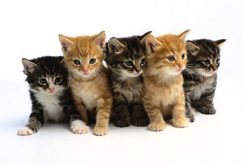 http://pioneermindset.files.wordpress.com/2009/06/kittens.jpg
